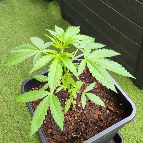Sweet Skunk Automatic growlog timeline photo