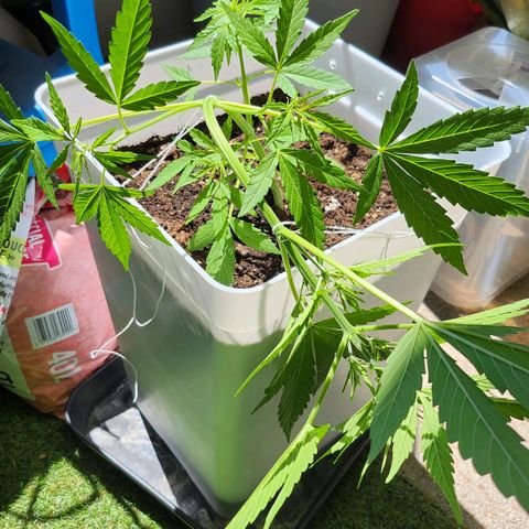Royal jack 1 growlog photo: Lst