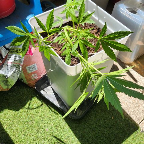 Royal jack 1 growlog photo: Lst