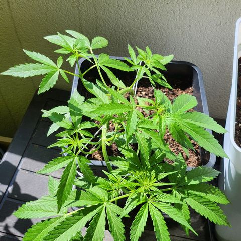 Sweet Skunk Automatic growlog timeline photo