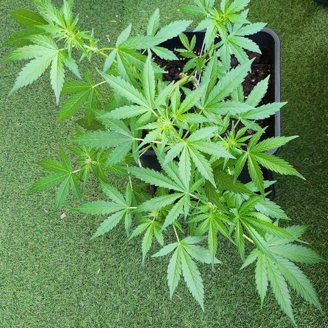 Sweet Skunk Automatic growlog timeline photo