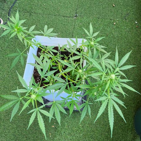 Royal jack 1 growlog timeline photo