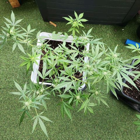 Royal jack 1 growlog timeline photo