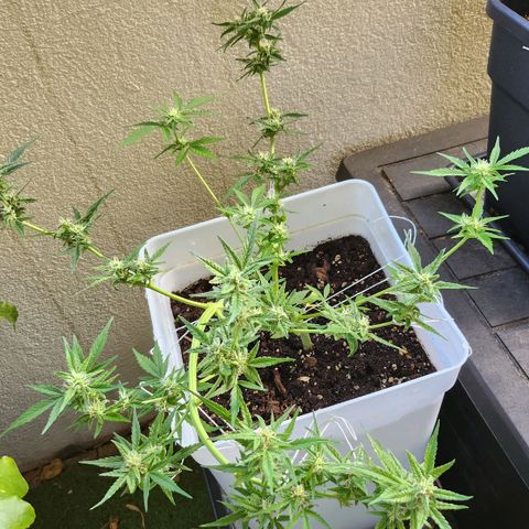 Royal jack 1 growlog timeline photo