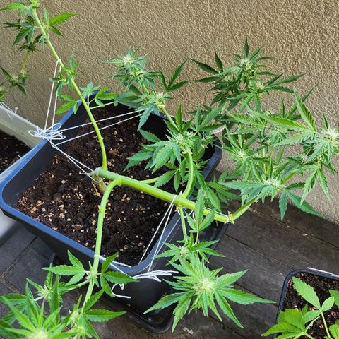 Sweet Skunk Automatic growlog timeline photo