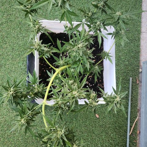 Royal jack 1 growlog timeline photo