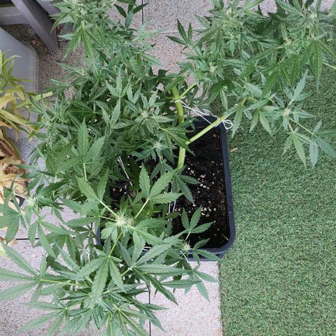 Sweet Skunk Automatic growlog timeline photo
