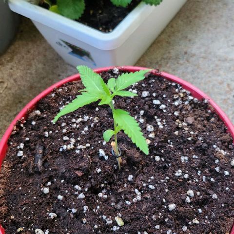 Northern lights auto growlog timeline photo