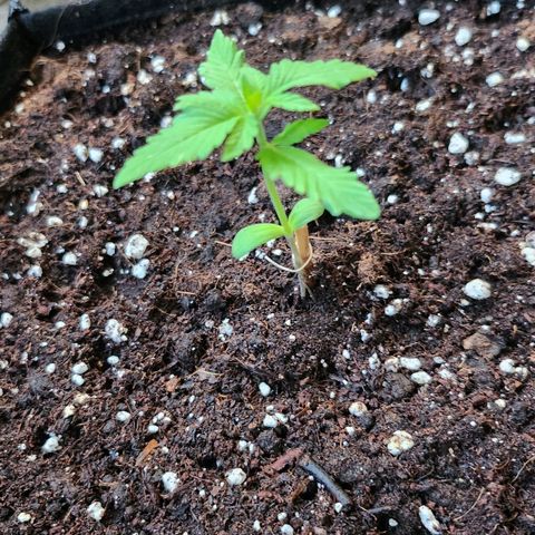Buddha purple kush auto growlog timeline photo
