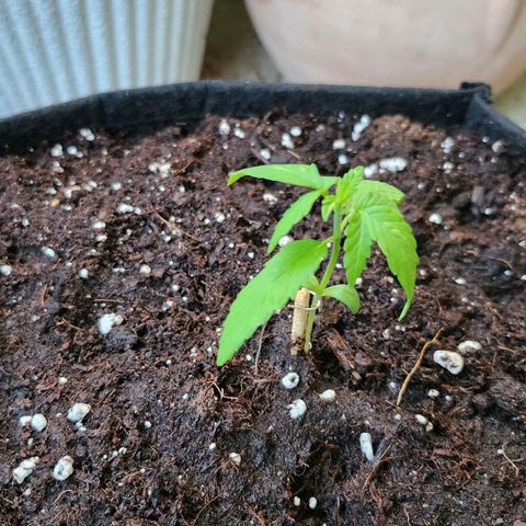 Purple punch auto growlog timeline photo