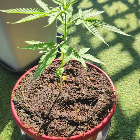 Northern lights auto growlog timeline photo