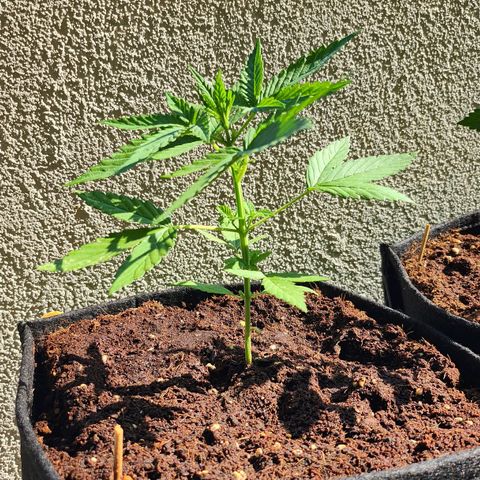 Purple punch auto growlog timeline photo