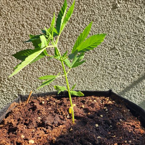 Buddha purple kush auto growlog timeline photo