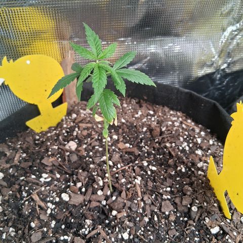 R.C.Colas. growlog timeline photo