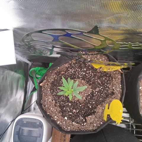 R.C.Colas. growlog timeline photo