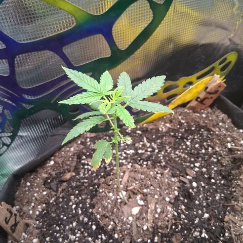 R.C.Colas. growlog timeline photo