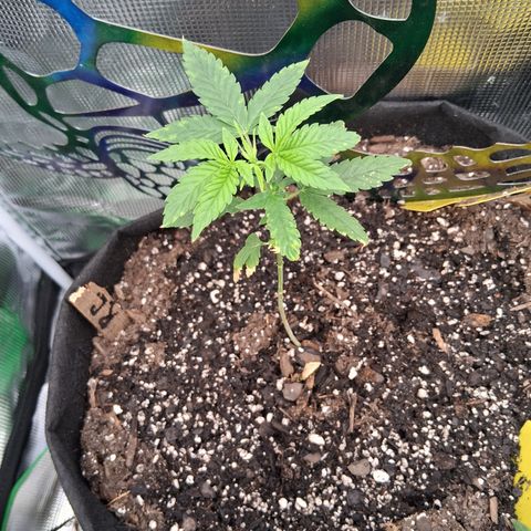 R.C.Colas. growlog photo: New growth