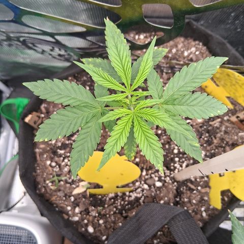 R.C.Colas. growlog timeline photo