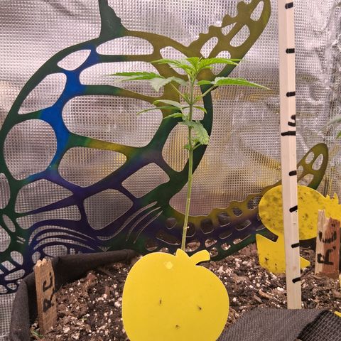 R.C.Colas. growlog photo: 8 in8th node