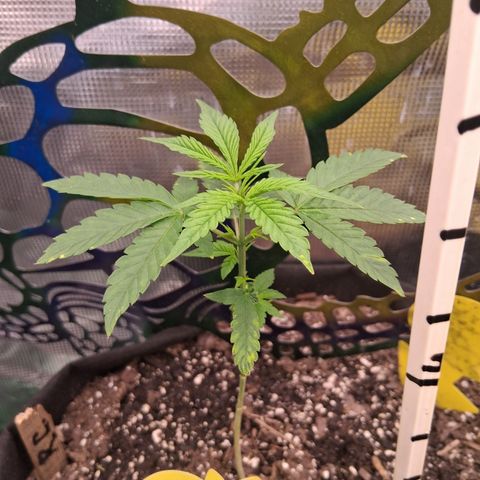R.C.Colas. growlog timeline photo