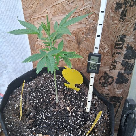 R.C.Colas. growlog photo: Looks like she needs some Calcium and Magnesium. I think its low ph soil.