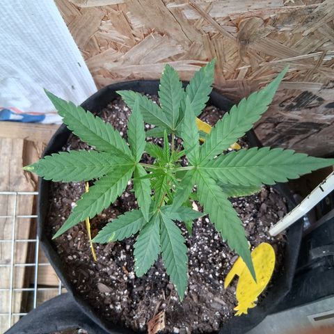 R.C.Colas. growlog photo: Looks like she needs some Calcium and Magnesium. I think its low ph soil.