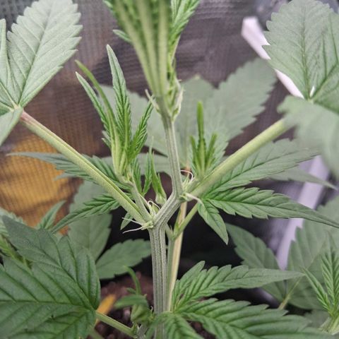 R.C.Colas. growlog photo: Pistils appeared 3 days ago and now starting to stretch