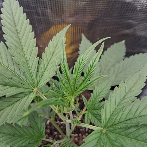 R.C.Colas. growlog photo: Pistils appeared 3 days ago and now starting to stretch