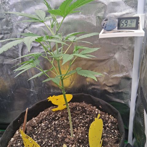 R.C.Colas. growlog photo: Pistils appeared 3 days ago and now starting to stretch