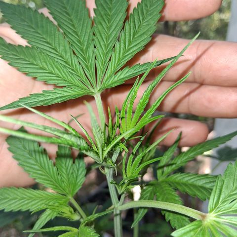 R.C.Colas. growlog timeline photo
