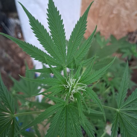 R.C.Colas. growlog timeline photo