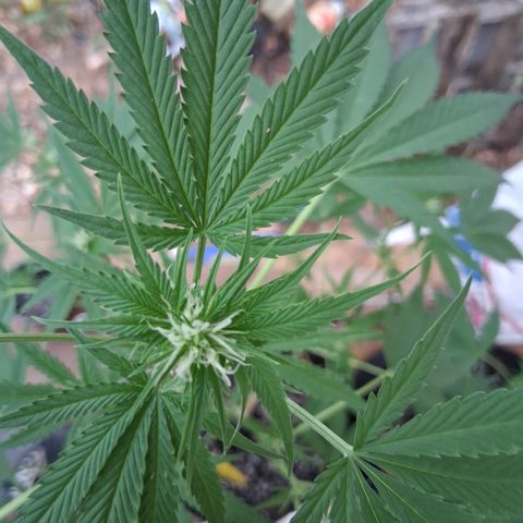 R.C.Colas. growlog timeline photo
