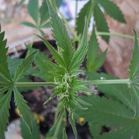 R.C.Colas. growlog timeline photo