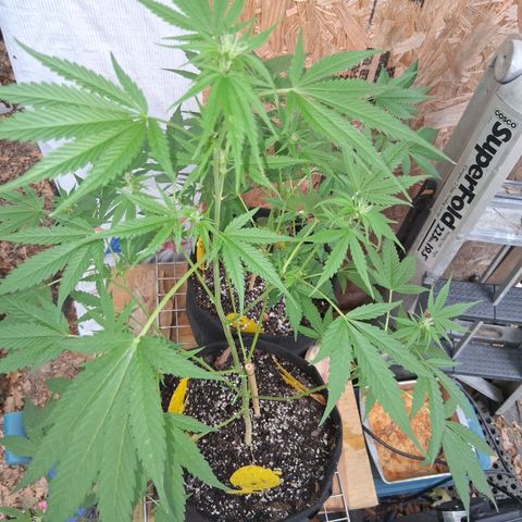 R.C.Colas. growlog timeline photo