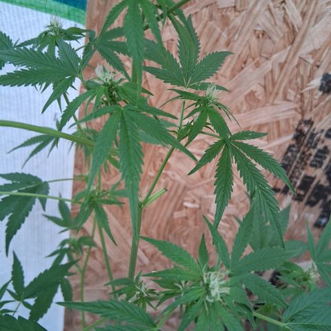 R.C.Colas. growlog timeline photo