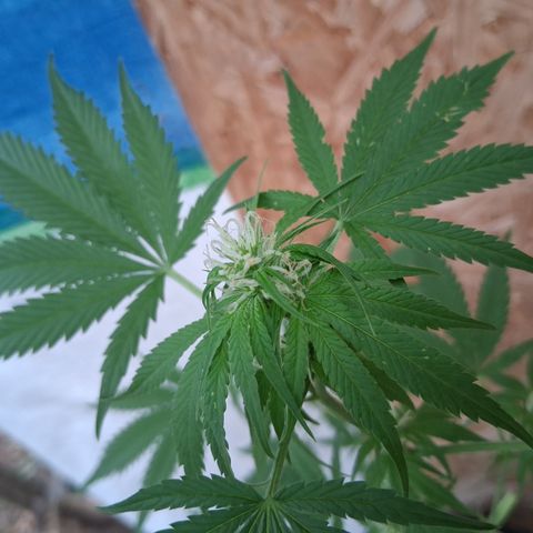 R.C.Colas. growlog timeline photo