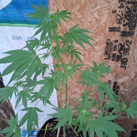 R.C.Colas. growlog timeline photo