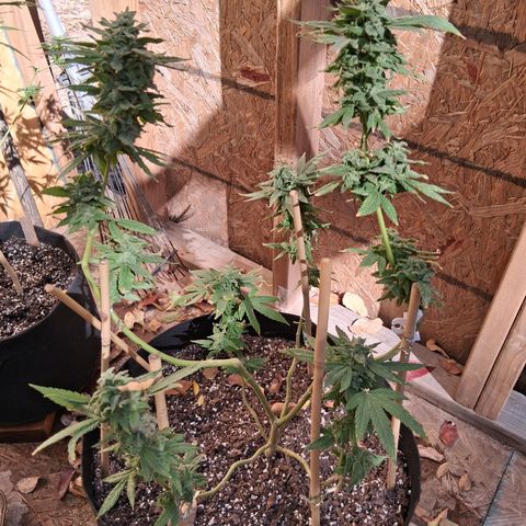 R.C.Colas. growlog timeline photo