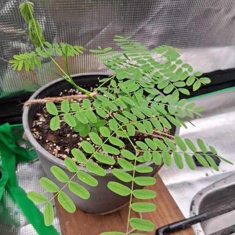 R.C.Colas. growlog timeline photo
