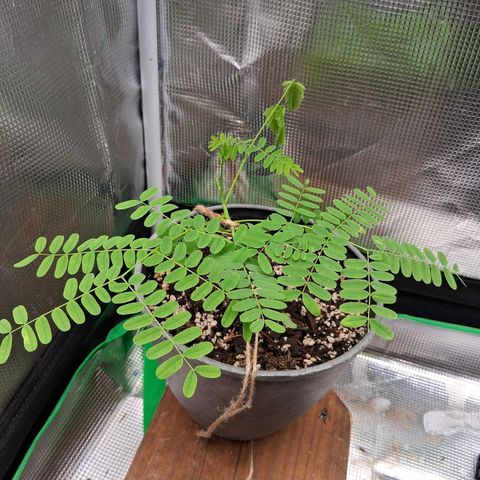 R.C.Colas. growlog timeline photo