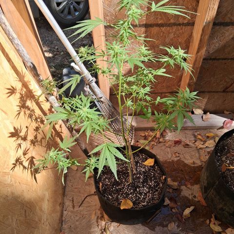R.C.Colas. growlog timeline photo