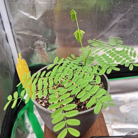R.C.Colas. growlog timeline photo