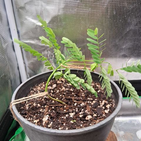 R.C.Colas. growlog timeline photo