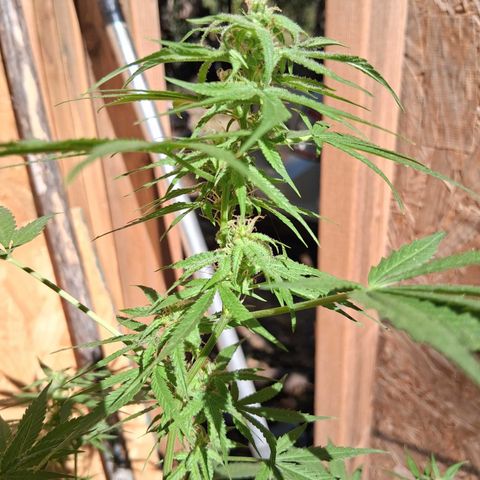 R.C.Colas. growlog timeline photo