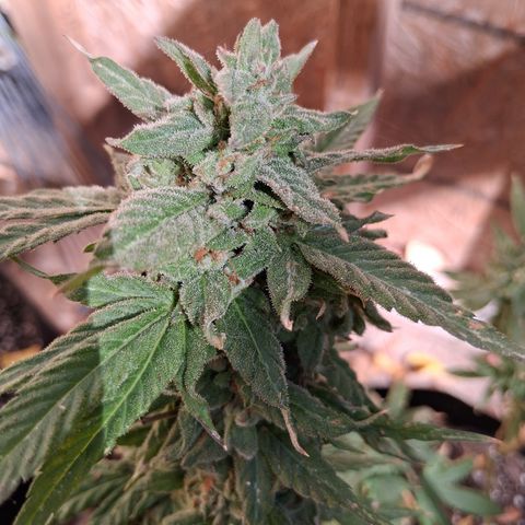 R.C.Colas. growlog timeline photo
