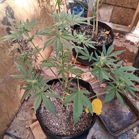 R.C.Colas. growlog timeline photo