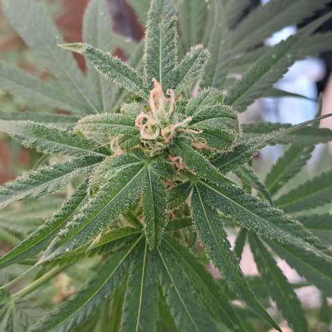R.C.Colas. growlog timeline photo