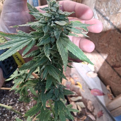 R.C.Colas. growlog timeline photo