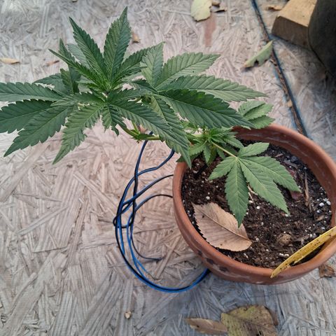 R.C.Colas. growlog timeline photo