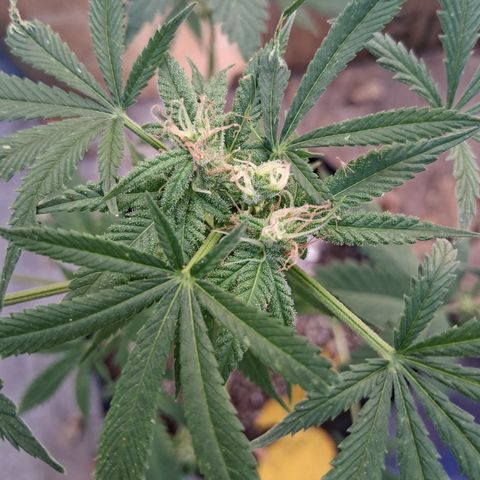 R.C.Colas. growlog timeline photo